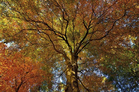 Autumnal colourful crown of the copper beech (Fagus sylvatica), Lower Rhine, North