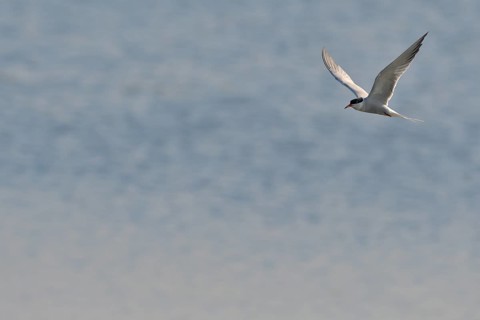 Common Tern (Sterna hirundo) in flight, Lower Rhine, North Rhine-Westphalia, Germany