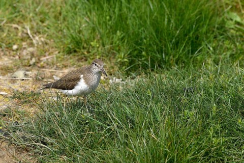 Common sandpiper (Actitis hypoleucos), Texel, North Holland, Netherlands