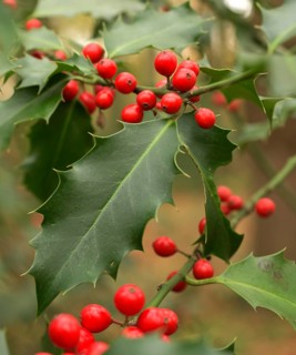 Ilex (Ilex aquifolium), leaf with red berries, Lower Rhine, North Rhine-Westphalia, Germany
