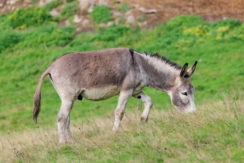 A male grey domestic donkey (Equus asinus) grazes in a green paddock