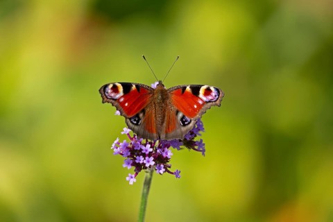 Butterfly, peacock butterfly (Aglais io), Purpletop vervain (Verbena bonariensis), Burgstemmen,