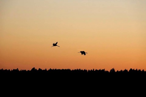Flying cranes in front of a summer evening sky, Saxony, Germany