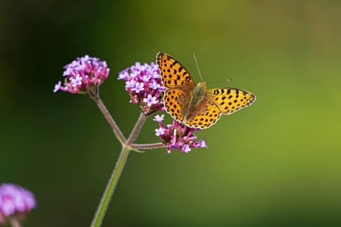 Butterfly, Small Pearl-bordered Fritillary (Issoria lathonia), Purpletop vervain (Verbena