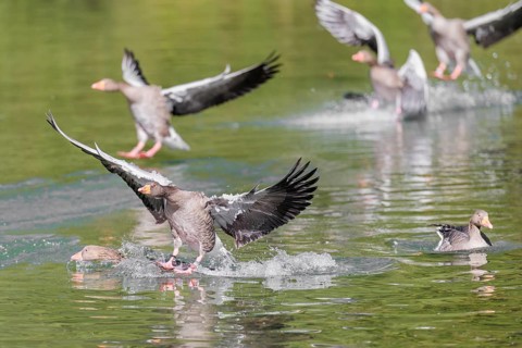 A flock of greylag geese (Anser anser) lands on a lake crowded with geese on a sunny day. One goose