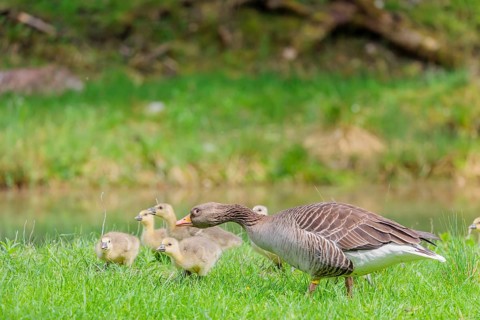 A couple of adult Greylag Goose (Anser anser) stands with their goslings on a green meadow.