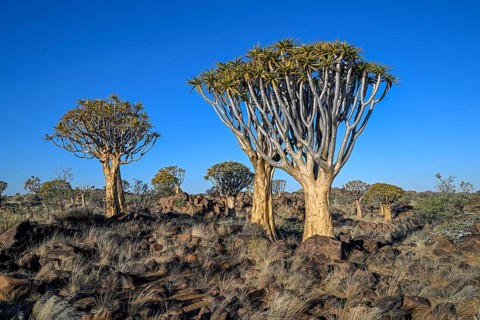 Quiver trees (Aloe dichotoma), quiver tree forest near Keetmanshoop, Karas Region, Namibia