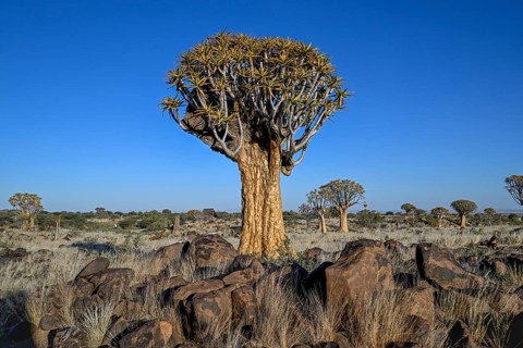 Quiver tree (Aloe dichotoma), quiver tree forest near Keetmanshoop, Karas Region, Namibia