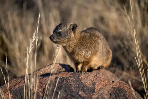 Klippschliefers (Procavia capensis), desert dormice or Klippdachs in the quiver tree forest near