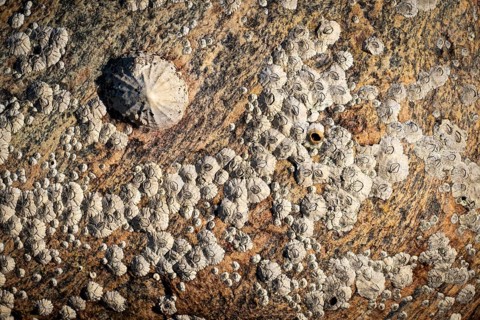Limpet and barnacles (Patella vulgata, Semibalanus balanoides), rocks by the sea, Otroya or Otrøya
