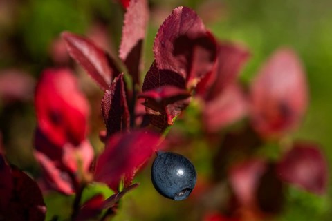 Close-up of ripe bilberry or blueberry (Vaccinium myrtillus) with autumnal red coloured leaves,