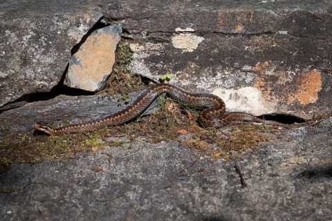 Large adder (Vipera berus) on rocks in the sun, Otroya or Otrøya island, Møre og Romsdal, Norway