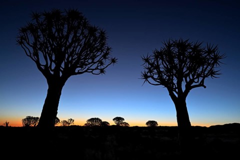 Quiver trees (Aloe dichotoma), blue hour, quiver tree forest near Keetmanshoop, Karas Region,