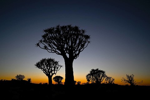 Quiver trees (Aloe dichotoma) in first daylight, quiver tree forest near Keetmanshoop, Karas