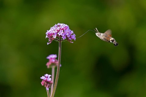 Butterfly, pigeon tail (Macroglossum stellatarum), also known as hummingbird butterfly or