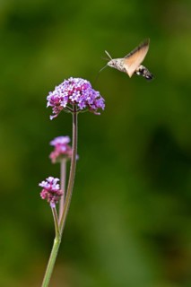 Butterfly, pigeon tail (Macroglossum stellatarum), also known as hummingbird butterfly or