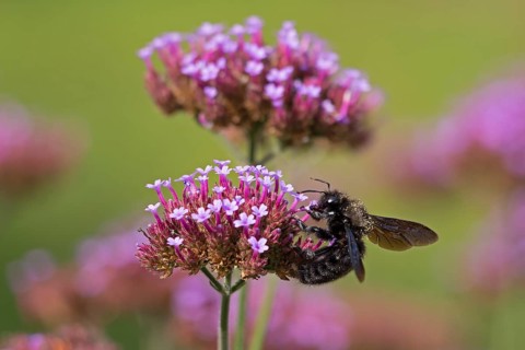 Wood bee (Xylocopa), Purpletop vervain (Verbena bonariensis), Burgstemmen, Nordstemmen, Lower