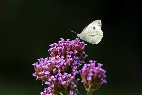 Butterfly, Cabbage butterfly (Pieris brassicae), Purpletop vervain (Verbena bonariensis),