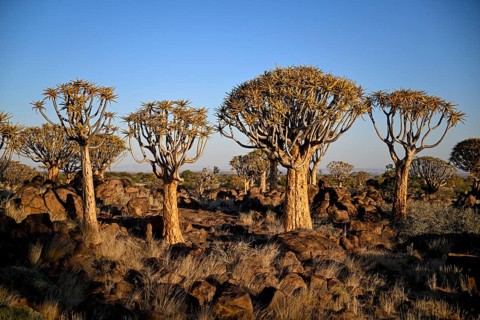 Quiver trees (Aloe dichotoma), quiver tree forest near Keetmanshoop, Karas Region, Namibia