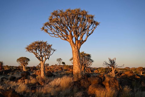 Quiver trees (Aloe dichotoma), quiver tree forest near Keetmanshoop, Karas Region, Namibia