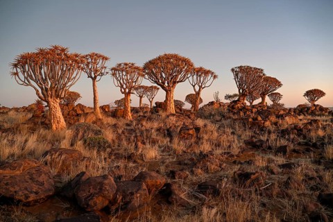 Quiver trees (Aloe dichotoma), quiver tree forest near Keetmanshoop, Karas Region, Namibia