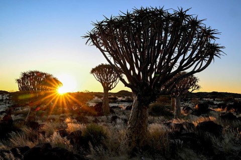 Quiver trees (Aloe dichotoma), blue hour, quiver tree forest near Keetmanshoop, Karas Region,