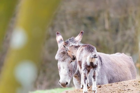 Friendship without borders. A domestic donkey (Equus asinus) and a Tauernschecke goat (Capra