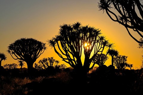 Quiver trees (Aloe dichotoma) in first daylight, quiver tree forest near Keetmanshoop, Karas