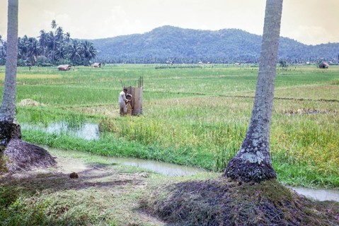 Rice cultivation paddy fields rural farming agriculture countryside area, Penang, Penang Island,