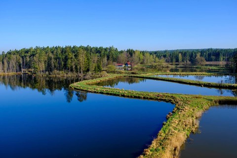 Tirschenreuther Teiche, Waldnaabaue, Große Teichpfanne, Vizinalradweg, near Tirschenreuth, Upper