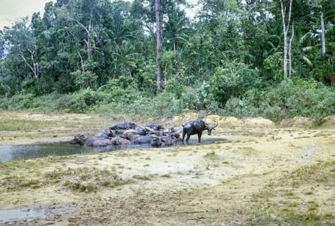 Water buffalo in pool Endau Rompin National Park, Pahang, Malaya, Malaysia, south east Asia 1964
