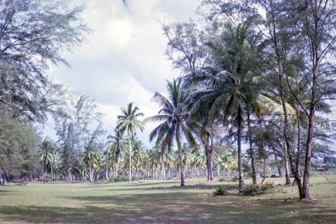 Sandy pasture under coconut palm trees behind beach south of estuary, East coast, Rompin, Pahang,