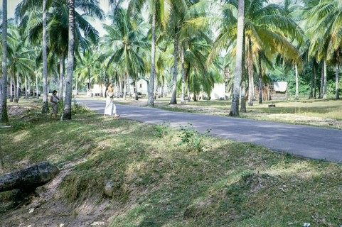 Village houses behind beach south of estuary, East coast, Rompin, Pahang, Malaya, Malaysia, south