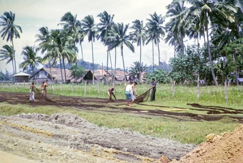 Men laying out fishing nets in field outside village, Mersing, Johor, Malaya, Malaysia, south east