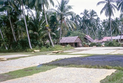 Fish drying on mats also fish nets drying, East Coast village, Mersing, Johor, Malaya, Malaysia,