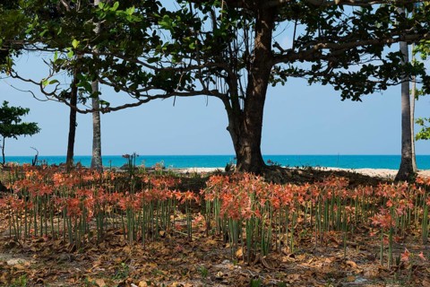 Lilies and coconut palms, Secret Beach, Sala Dan, Ko Lanta, Koh Lanta, Krabi Province, Southern