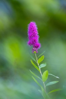 Willow-leaved spirea shrub (Spira salicifolia), rose family (Rosaceae), Moosbachtal, Dahn, Dahner