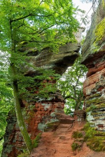Old castle rock, sandstone rock, beech (Fagus), beech family (Fagaceae), Eppenbrunn, Pfläzerwald,