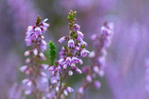 Heather (Erica vulgaris) Heather family (Ericaceae), Mehlinger Heide, Pfläzerwald,
