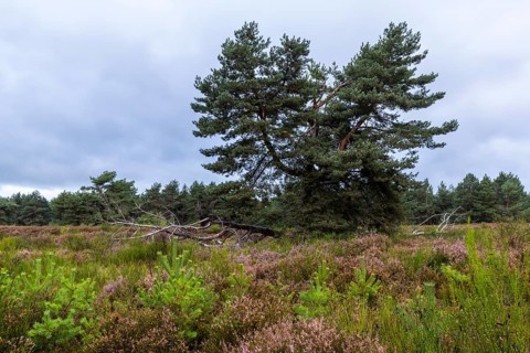 Heather (Erica vulgaris) Heather family (Ericaceae), Pine (Pinus), Mehlinger Heide, Pfläzerwald,