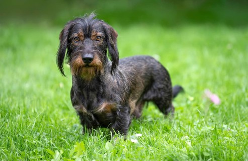 Rough-haired dachshund (Canis lupus familiaris) male, 4 years old, alert, on a meadow, Stuttgart,