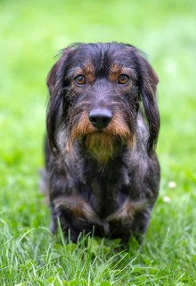 Rough-haired dachshund (Canis lupus familiaris) male, 4 years old, alert, on a meadow, Stuttgart,