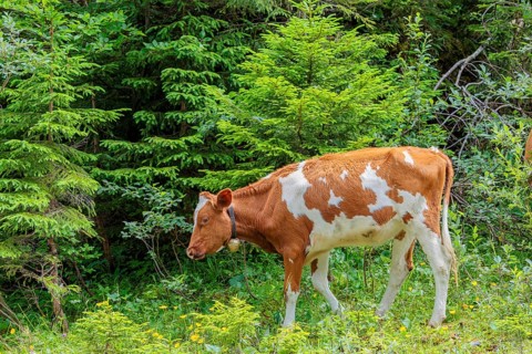 Holstein-Friesian cattle grazing on a mountain pasture in steep terrain. Eng Valley, Austria