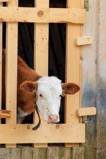 A Holstein-Friesian calf sticks its head through a wooden fence in the barn wall and looks out. Eng