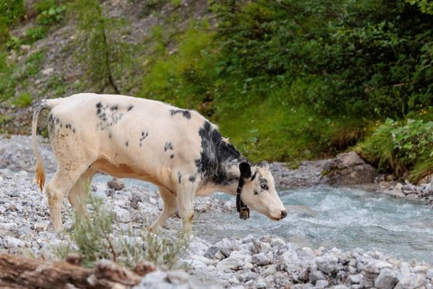 A cow crosses a creek on an alpine pasture. Eng valley, Austria