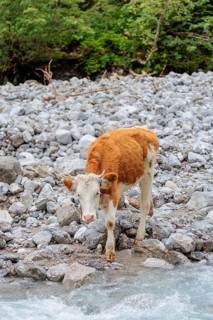 Holstein Friesian cattle crossing a creek on an alpine pasture. Eng valley, Austria