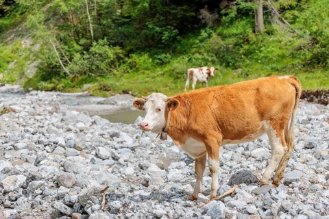 Holstein Friesian cattle crossing a creek on an alpine pasture. Eng valley, Austria