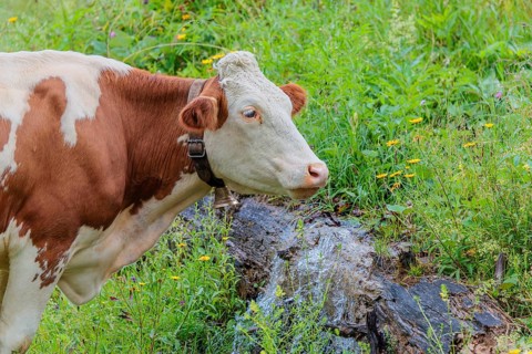 A Holstein-Friesian cow stands on a green mountain pasture in the Eng valley, Austria, drinking