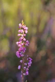 Flowering heather (Calluna vulgaris), heather, Trupacher Heide nature reserve, Siegen, North