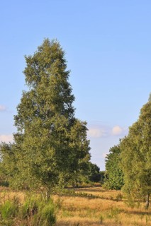 Heath landscape with heather (Calluna vulgaris) and birch trees and blue sky, Trupacher Heide